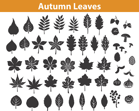 autumn fall leaves silhouettes set in black color, maple chestnut ash oak birch gum beech walnut rowan elm trees foliage. leafs are included as art brushes in library