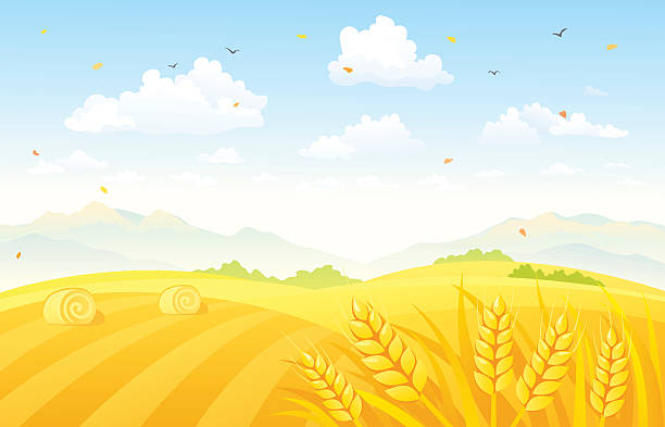 Autumn fields background Vector illustration of a beautiful autumn background with wheat fields. RGB colors. corn field stock illustrations