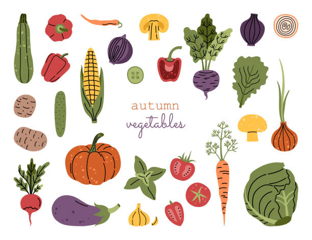 bildbanksillustrationer, clip art samt tecknat material och ikoner med höstens färska grönsaker på vit bakgrund - höstmat