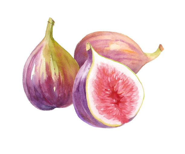 ilustrações de stock, clip art, desenhos animados e ícones de autumn fruits: watercolor illustrations of three figs (vector data). layout can be changed. - figo