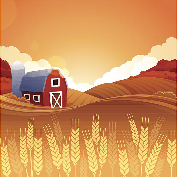 ilustrações de stock, clip art, desenhos animados e ícones de outono colheita de exploração - cereal field