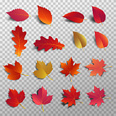 istock Autumn leaf pack. Realistic leave fall with shadow. Maple leaf for decorate promotion banner and printing design. Vector illustration. 1043797098