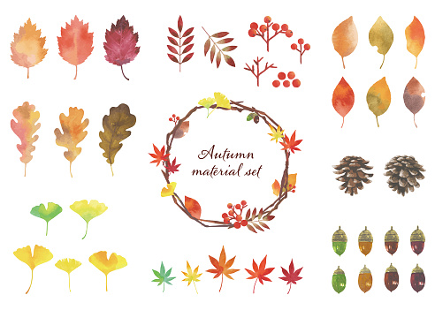 Autumn leaves and other natural materials. Parts set. Watercolor illustrations.