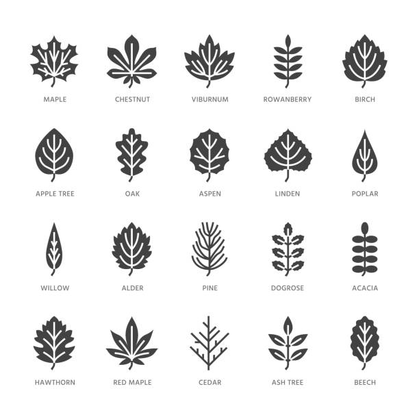 Autumn leaves flat glyph icons. Leaf types, rowan, birch tree, maple, chestnut, oak, cedar pine, linden, guelder rose. Signs of nature plants Solid silhouette pixel perfect 64x64 Autumn leaves flat glyph icons. Leaf types, rowan, birch tree, maple, chestnut, oak, cedar pine, linden, guelder rose. Signs of nature plants Solid silhouette pixel perfect 64x64. aspen tree stock illustrations
