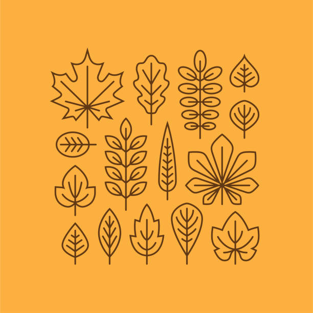 Autumn leaves line icons set. Autumn leaves line icons set isolated on orange background. Tree leaf linear symbol. Fall design element. autumn icons stock illustrations