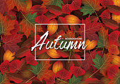 Beautiful Seasonal Vector Illustration with the Autumn illustraded with Red, orange, yellow and ochre Leaves Background.