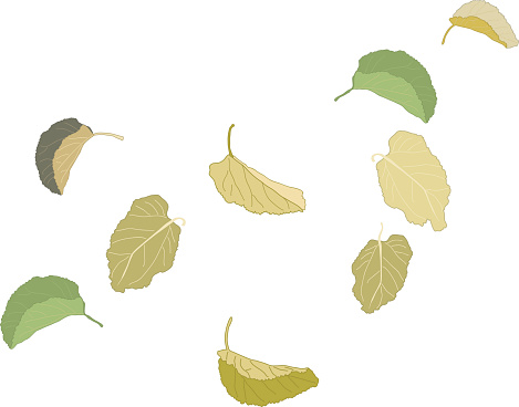 Wind whirling about dead leaves. The .zip file contains .eps (Illustrator 8) and CMYK .tif files. vector