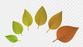 Life cycle of leaves, autumn yellowing of foliage