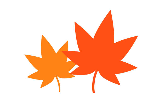 Autumn leaves Autumn leaves. Vector illustration. Graphic material. japanese maple stock illustrations