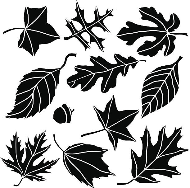 Autumn leaves A vector illustration of assorted North American leaves. autumn clipart stock illustrations