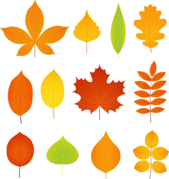 Autumn leaves. Vector. Set of symbols of fall leaf. Autumn leaves. Vector. Fall leaf symbol. Set leaves from different kind of trees isolated on white background. Natural colorful cartoon flat style illustration. autumn clipart stock illustrations