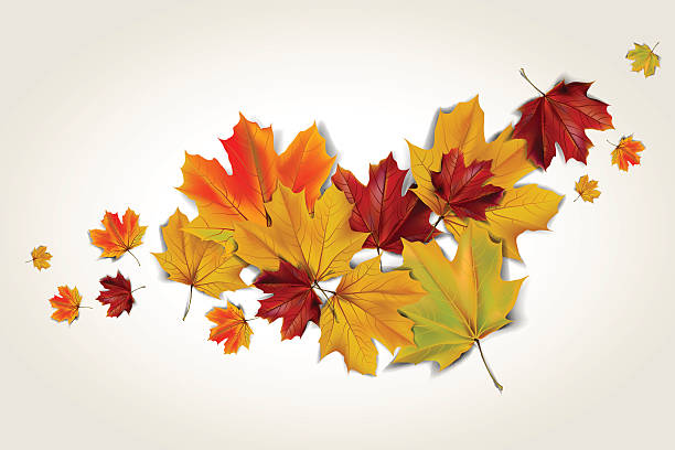 illustrazioni stock, clip art, cartoni animati e icone di tendenza di foglie di acero autunno - autunno energia