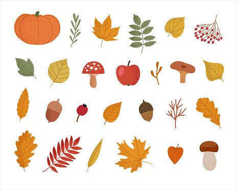 Autumn natural elements collection. Set of autumn attributes. Autumn leaves, berries, mushrooms, pumpkin, acorns isolated on white background.