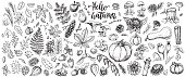Autumn nature vector sketches. Hand drawn set of forest plants, leaves, branches, mushrooms, cones, herbs, rowan, pumpkins, seasonal flowers and other harvest. Black line isolated illustrations