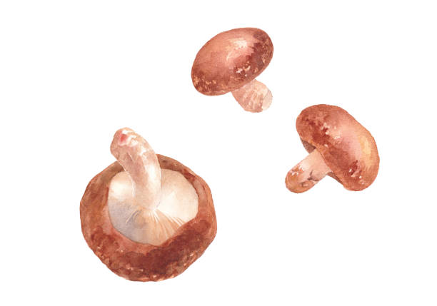 秋の味:キノコ。椎茸の水彩画のトレースベクトルデータ。 - キノコ点のイラスト素材／クリップアート素材／マンガ素材／アイコン素材