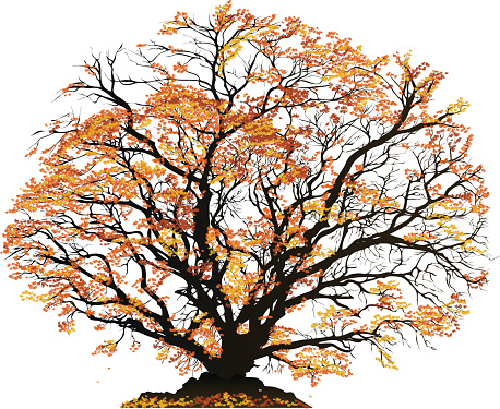Detailed vector illustration of a tree in autumn, with orange colored leaves. vector