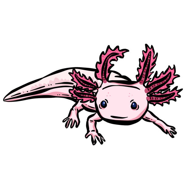 Axolotl Sea Creature Fish Logo Illustration vector art illustration