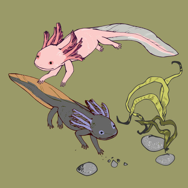 Axolotls vector art illustration