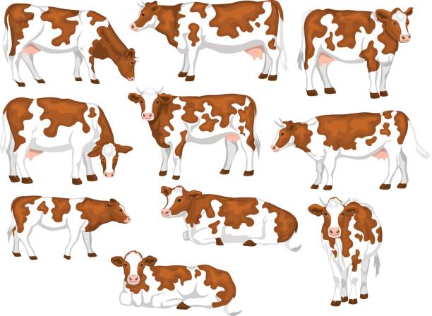 Ayrshire red and white patched coat breed cattles set. Cows front, side view, walking, lying, grazing, eating, standing Ayrshire red and white patched coat breed cattles set. Cows front, side view, walking, lying, grazing, eating, standing brown cow stock illustrations