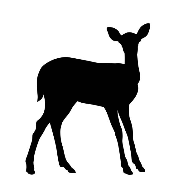 Baby Deer Vector illustration of baby deer silhouette roe deer stock illustrations