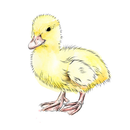 Baby Duck Ink and Watercolor Vector Illustration