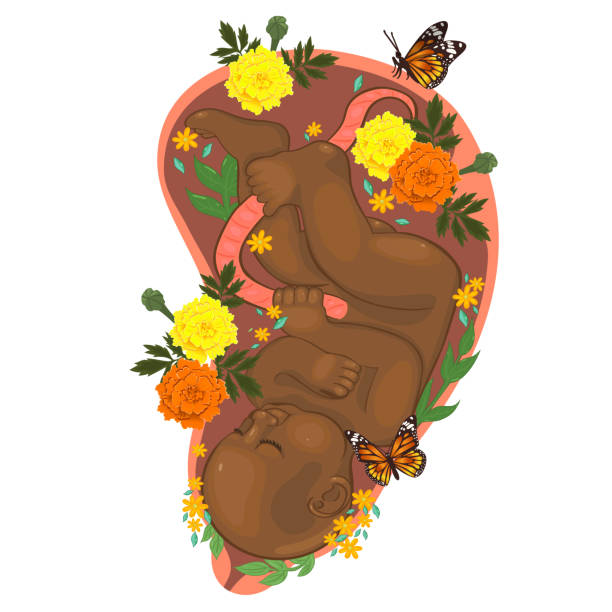 Baby in the womb with flowers. Vector graphics. Baby in the womb with flowers. Vector graphics. nn girls stock illustrations