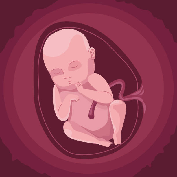 baby inside the womb vector art illustration