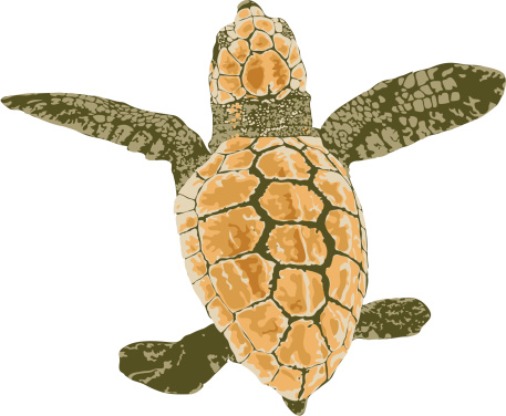 baby loggerhead turtle illustration