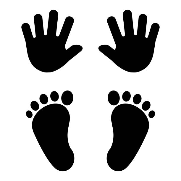 Baby's foot prints and hand prints. Black silhouettes. Vector illustration. Baby's foot prints and hand prints. Black silhouettes. Vector illustration. handprint stock illustrations