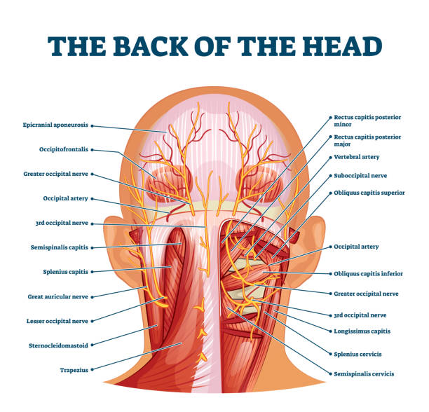 Back of the head muscle structure and nerve system diagram Back of the head muscle structure and nerve system diagram, vector illustration labeled medical health care scheme. Educational information for sports fitness training and chiropractor therapy. neck stock illustrations