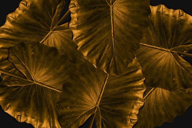 Background of gold leaves vector art illustration