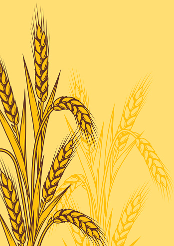 Background with wheat. Agricultural image with natural ears of barley or rye.