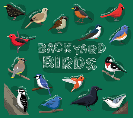 Backyard Birds Cartoon Vector Illustration
