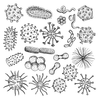 Bacteria sketch. Drawing viruses biological closeup cells covid type of bacteria medical concept illustrations recent vector doodle pictures set. Virus and biology organism bacterium