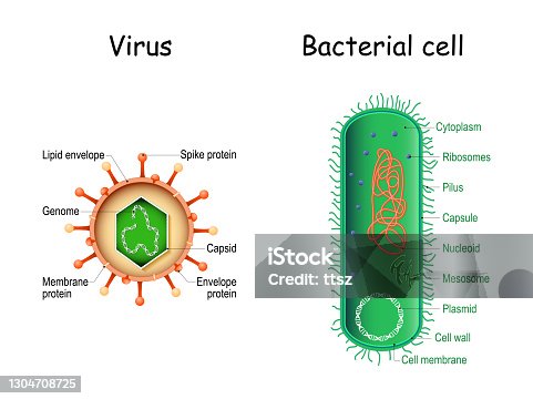istock Bacterial cell anatomy and virion structure 1304708725