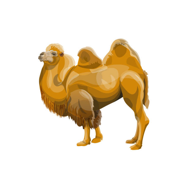 Camel With One Hump Illustrations, Royalty-Free Vector ...