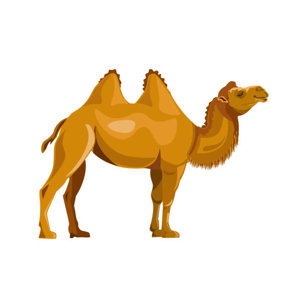 illustrazioni stock, clip art, cartoni animati e icone di tendenza di vettore di cammello battriano - gobi desert