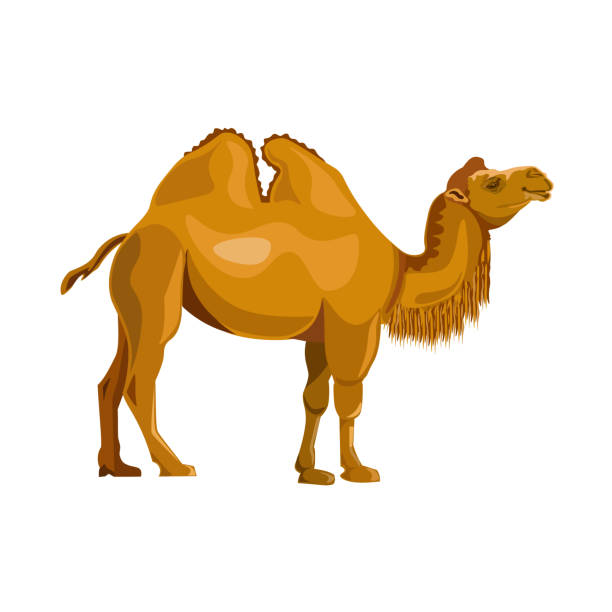 illustrazioni stock, clip art, cartoni animati e icone di tendenza di vettore di cammello battriano - gobi desert
