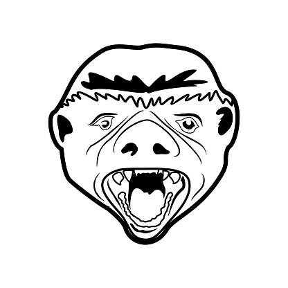 Badger Head Illustration Design