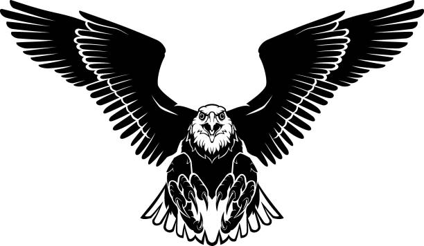 bald eagle wide wings gleiten ins land - greifkralle stock-grafiken, -clipart, -cartoons und -symbole