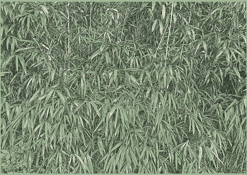 Bamboo Background. Jungle, Asian Tropical Rainforest