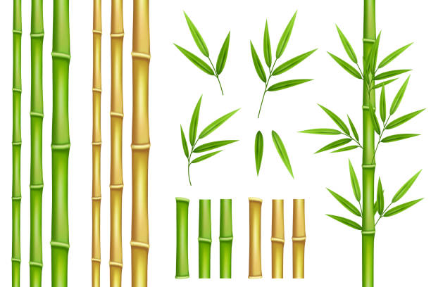 Bamboo green and brown decoration elements in realistic style. Seamless vertical borders from stems, isolated leaves and sticks and fresh natural plant. Bamboo green and brown decoration elements in realistic style. Seamless vertical borders from stems, isolated leaves and sticks and fresh natural plant. bamboo material stock illustrations