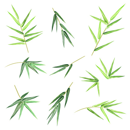 Bamboo leaves, set of vector sketches.