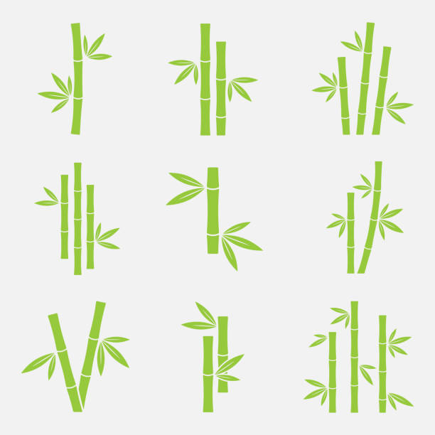 Bamboo vector icon Bamboo vector icon set isolated on a white background. Silhouettes of bamboo trunks, stems, or trees with leaves. Green symbols tropical bamboo. bamboo material stock illustrations