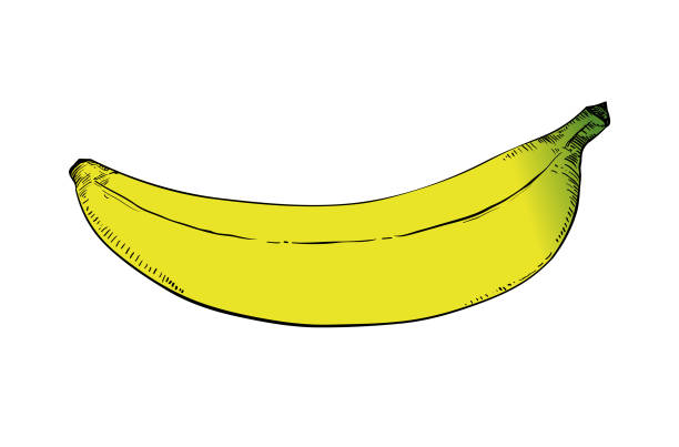 banana drawing vector art illustration