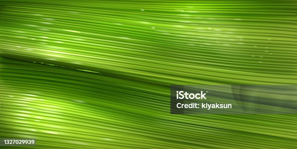 istock Banana leaf texture, surface of green palm leaf 1327029939
