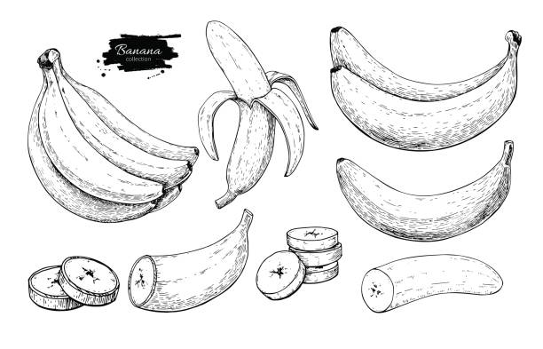 Banana set vector drawing. Isolated hand drawn bunch, peel banana and sliced Banana set vector drawing. Isolated hand drawn bunch, peel banana and sliced pieces.  Summer fruit engraved style illustration. Detailed vegetarian food. Great for label, poster, print banana stock illustrations