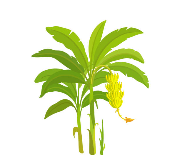 bananenbaum. bananas-palme. vector illustration pflanzen. erntebiologie. musa acuminata. - banane stock-grafiken, -clipart, -cartoons und -symbole