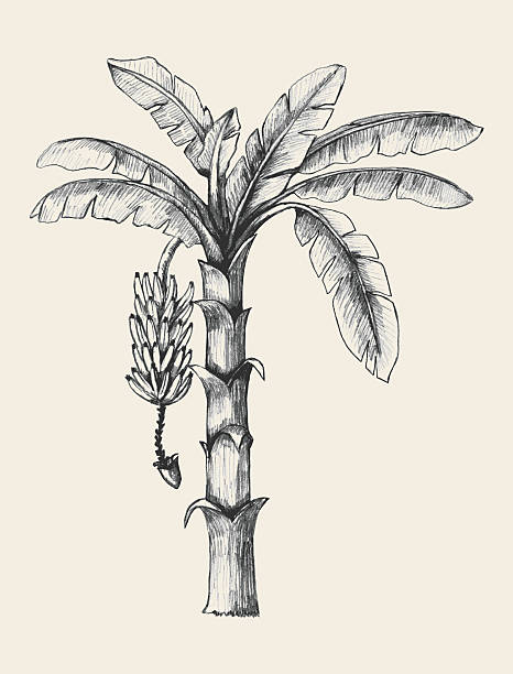 Banana Tree vector art illustration