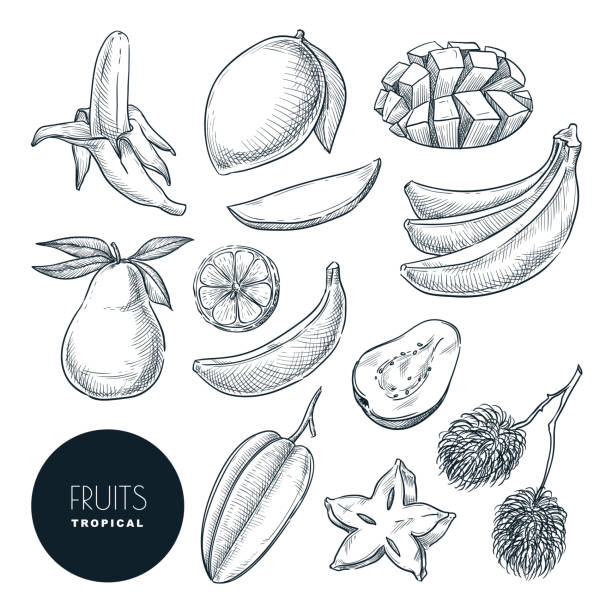 ilustrações, clipart, desenhos animados e ícones de bananas e outras frutas exóticas tropicais. ilustração do esboço do vetor. elementos desenhados mão do projeto e ícones ajustados - doce de goiaba